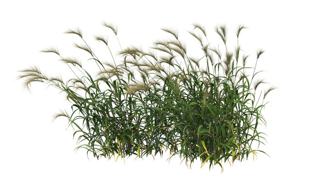 Juncus effusus plants transparent   background 
