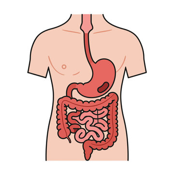 Digestive System Anatomy: A detailed and educational illustration showcases the human digestive system, highlighting key organs and their intricate functions within the body.