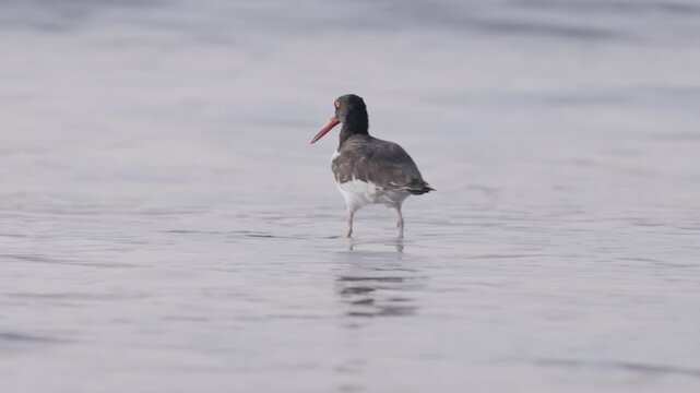 an american oystercatcher wading in the surf at chicama of puerto malabrigo, peru