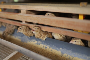 Close-up view of quails in a wooden cage, eating from a feeder inside a poultry farm. The image shows the details of the birds’ feathers, the wooden structure of the cage, and the feeding trough.