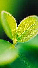 Close-up of two vibrant green leaves, soft focus