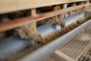 Close-up view of quails in a wooden cage, eating from a feeder inside a poultry farm. The image shows the details of the birds’ feathers, the wooden structure of the cage, and the feeding trough.