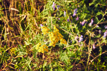 Wrotycz, Tanacetum L.,roślina,łąka,pole 