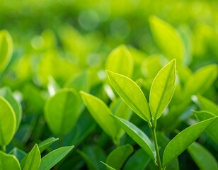 Obraz premium Close-up vibrant green leaves (6)