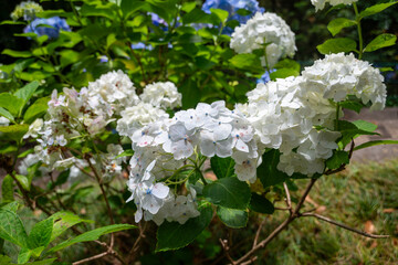 white hydrangea flowers