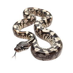Obraz premium Black and white python snake isolated on black background reptile wildlife animal scales, isolated on a transparent background