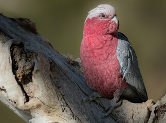 Galah