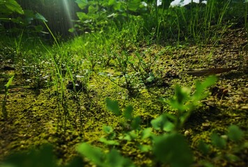 green moss on the stone