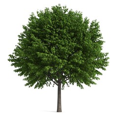 Fototapeta premium Lush green tree against white (1)