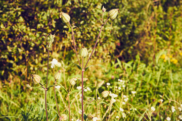łąka,roślina  © Marcin Łazarczyk