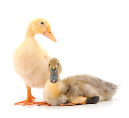 Two small cute duckling.