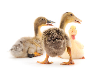 Three cute duckling.