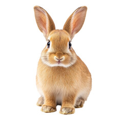 Obraz premium Adorable Brown Bunny Rabbit Close Up Portrait, isolated on a transparent background