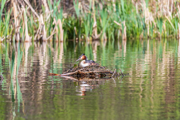 Great Crested Grebe, Podiceps cristatus, water bird sitting on the nest, nesting time on the green lake