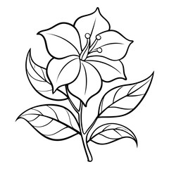  mandevilla line art  on white background