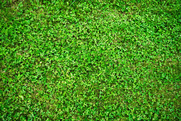 green grass texture