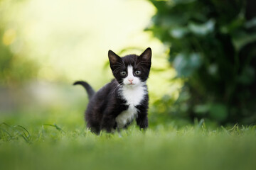 Obraz premium cute bicolor kitten posing on grass in summer