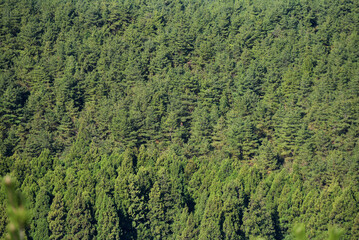 빼곡한 초록빛 숲