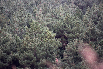 울창한 초록빛 숲