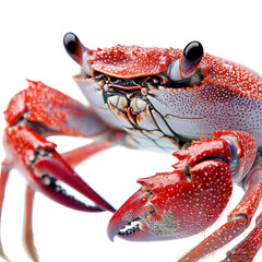 Red crab close up ocean creature detailed view, isolated on a transparent background