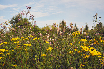 Wrotycz, Tanacetum L.,roślina,łąka,pole 