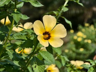 Obraz premium damiana flower in the morning 