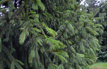 Close-Up of Spruce Tree Needles