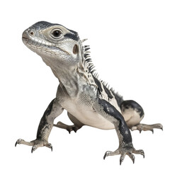 Obraz premium Juvenile Lizard Black Background Reptile Portrait Wildlife Animal Scales, isolated on a transparent background