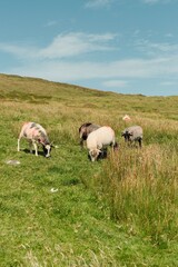 Sheep grazing on a lush hillside under a clear sky.