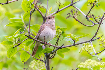 Thrush Nightingale, Luscinia luscinia. A bird sits on a tree branch and sings
