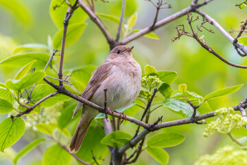 Thrush Nightingale, Luscinia luscinia. A bird sits on a tree branch and sings