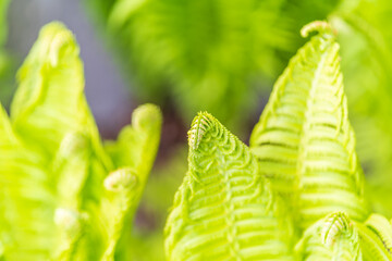Natural green young ostrich fern or shuttlecock feron each other