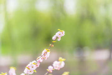 Beautiful Pink Flowers of Prunus triloba, Blossom, pink flowers. Prunus triloba, sometimes called flowering plum or flowering almond, a name shared with Prunus jacquemontii
