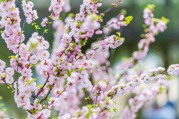 Beautiful Pink Flowers of Prunus triloba, Blossom, pink flowers. Prunus triloba, sometimes called flowering plum or flowering almond, a name shared with Prunus jacquemontii