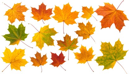 Obraz premium Autumn leaves on white background (1)