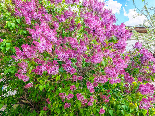 Naklejka premium Vibrant lilac flowers blooming in a lush garden under a clear blue sky during springtime