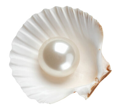Open oyster shell with pearl on transparent background