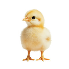 Obraz premium Cute Fluffy Yellow Chick Baby Bird Animal Poultry Farm, isolated on a transparent background