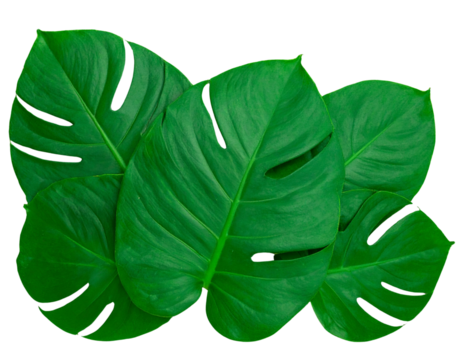  Cluster of Monstera Leaves with Overlapping Layers, Top-Down View, Transparent PNG