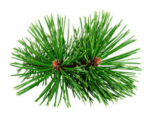 Single Swiss Stone Pine Branch with Needles Spread, Front View, Isolated on White