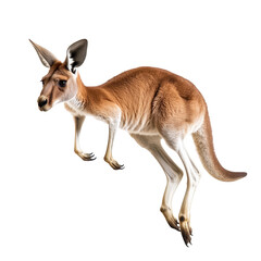 Red Kangaroo Leap Powerful Aussie Animal Wildlife, isolated on a transparent background