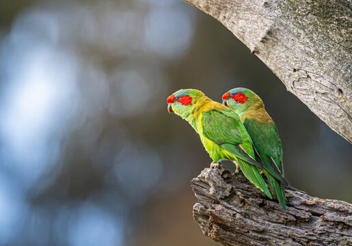 Musk Lorikeet - Powered by Adobe