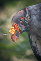 Extreme closeup portrait of a king vulture with a string in its beak