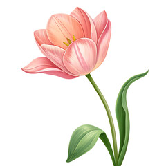 Fototapeta premium tulip flower cartoon isolated on white background