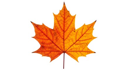 Autumn Maple Leaf: Vibrant Fall Foliage on White