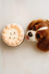 Cute cavalier king charles spaniel puppy looking at pink birthday cake with lit candles on white background

