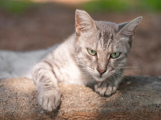 a beautiful gray cat relaxing in the park