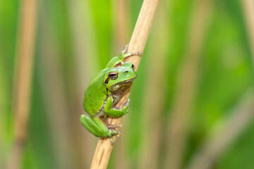 Raganella sarda (Hyla sarda)