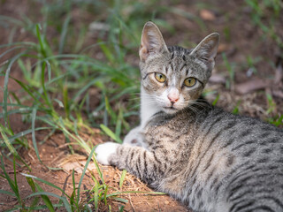 a tabby cat resting on the grass