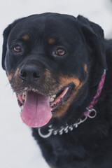 Obraz premium Portrait of smiling rottweiler.